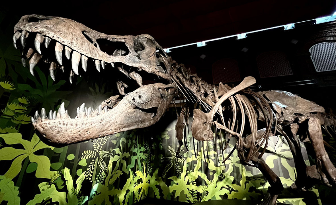 Uno de los fósiles recreados en la exposición