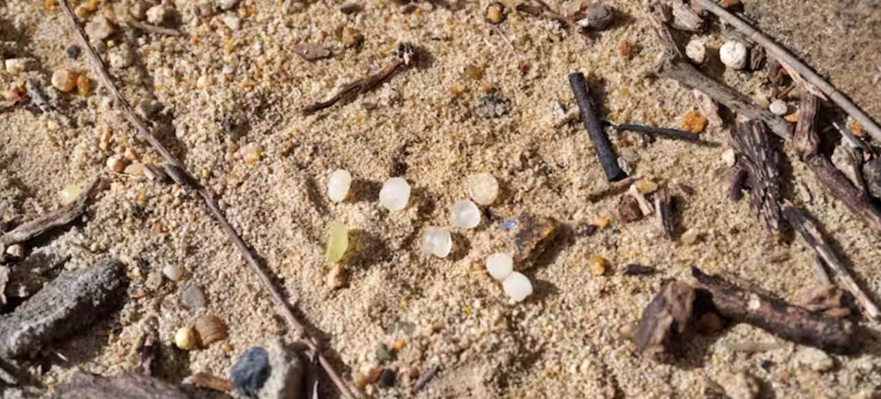 El vertido de pélets está llegando a las playas de Galicia