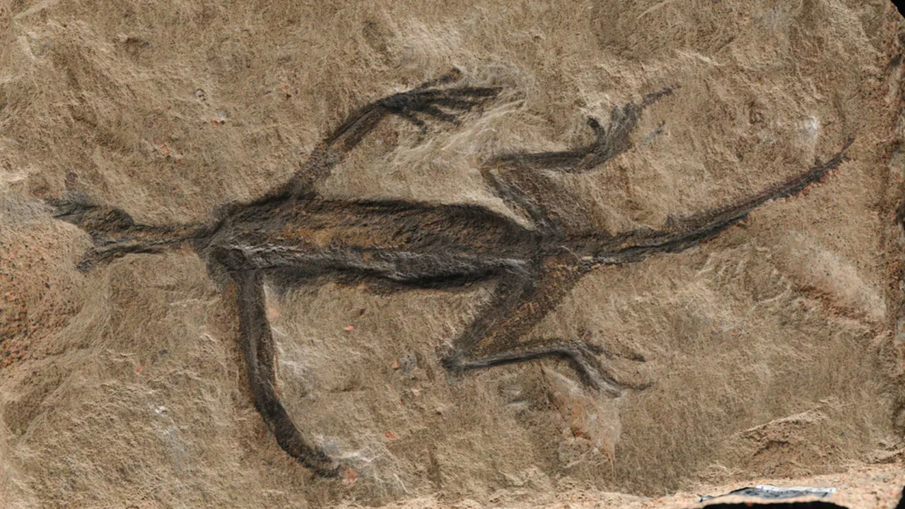 Este fósil engañó durante años a los científicos de todo el mundo