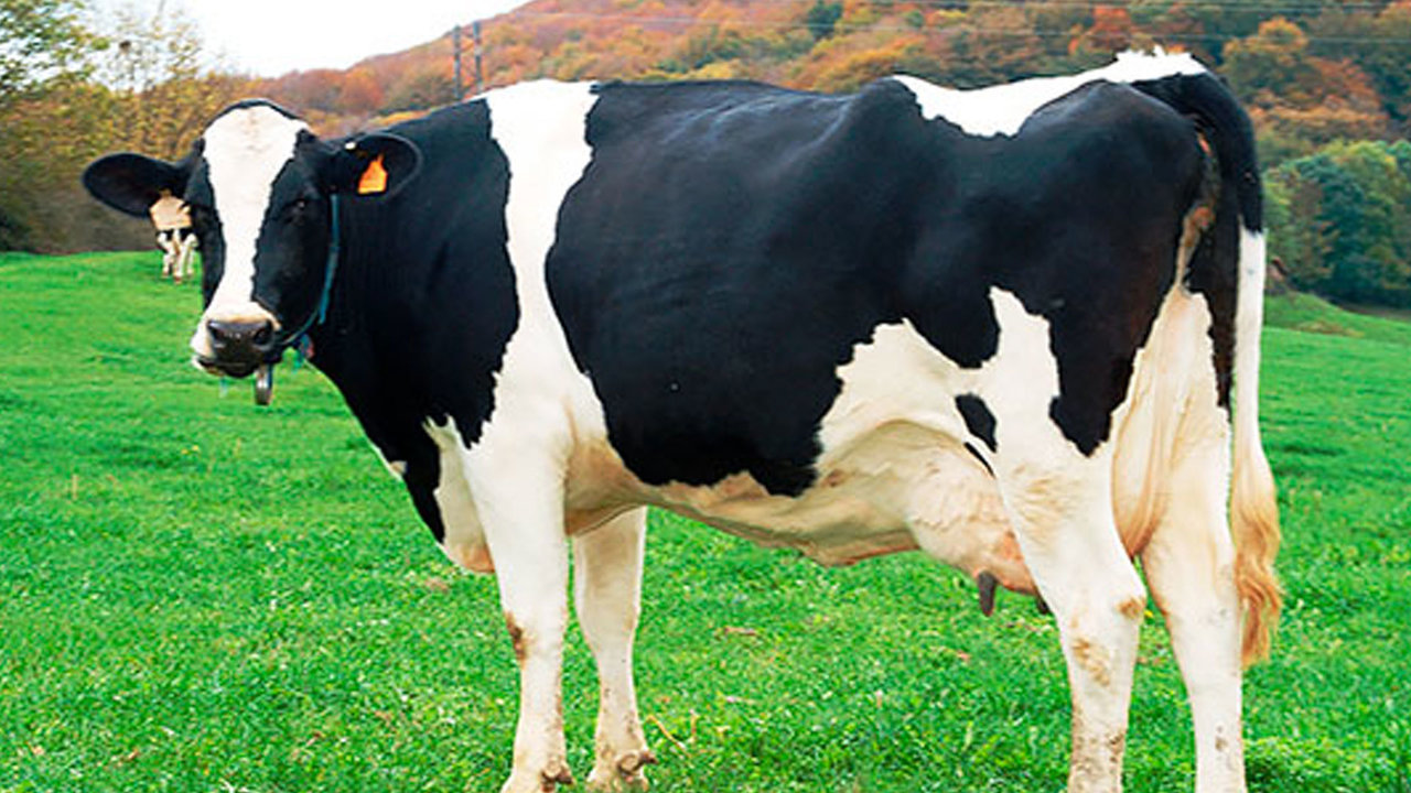 Crean la primera vaca que genera insulina humana de manera natural