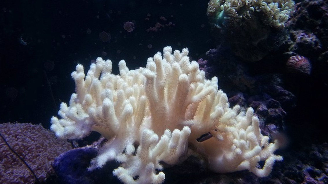 Estos hongos marinos son capaces de desintegran el plástico que cae en el mar