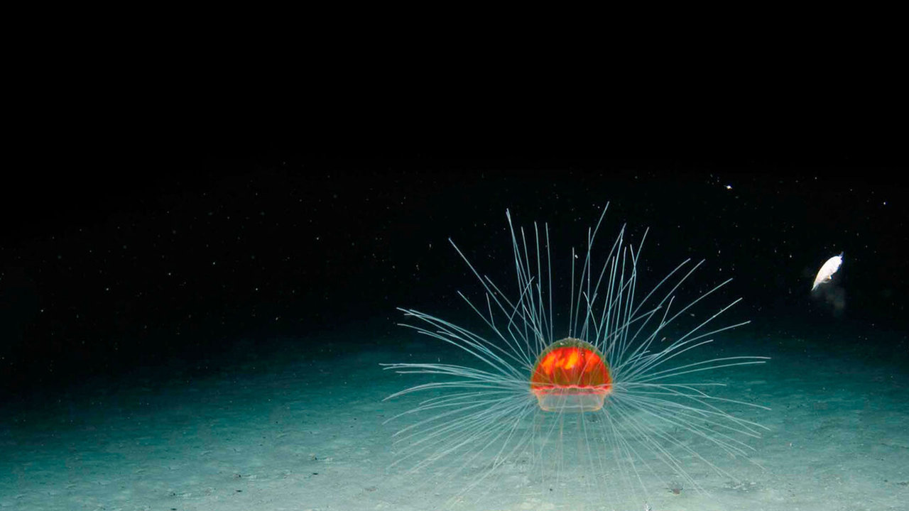 Científicos encuentran oxígeno en el fondo del mar