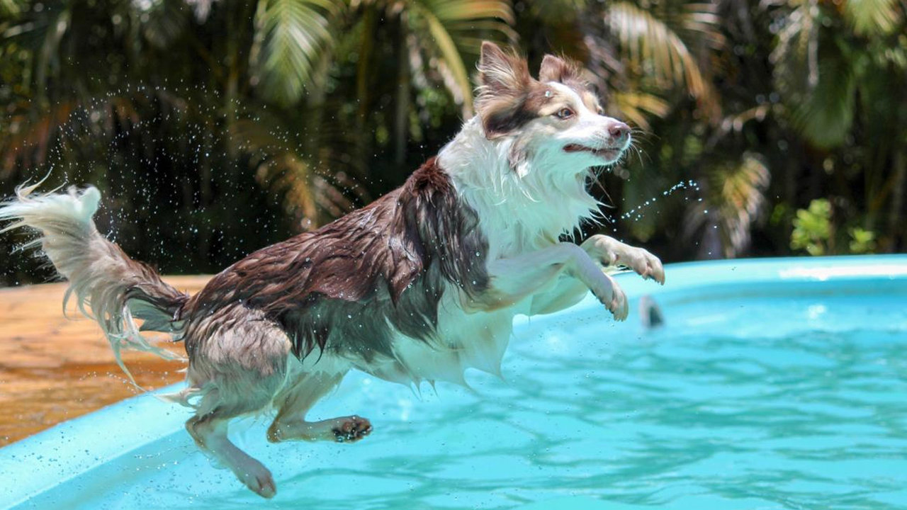 'Al Agua Perros' es un día que organiza Parla para que los animales de compañía puedan disfrutar del agua en verano