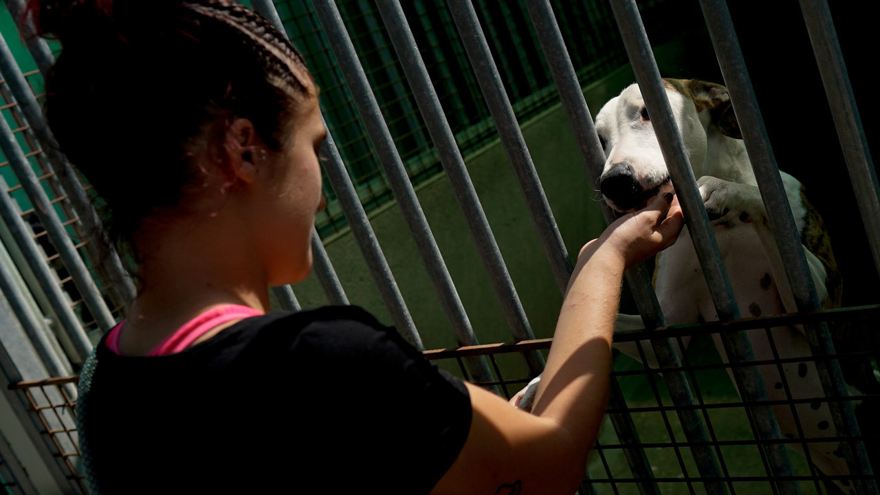 Los animales de compañía son siempre una alegría para las personas | Imagen: Centro Integral de Acogida de Animales de Madrid