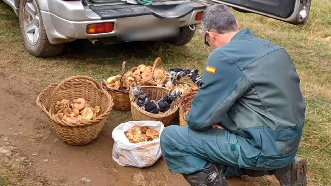 Los guardas forestales se encargan de vigilar la población de setas | SEPRONA