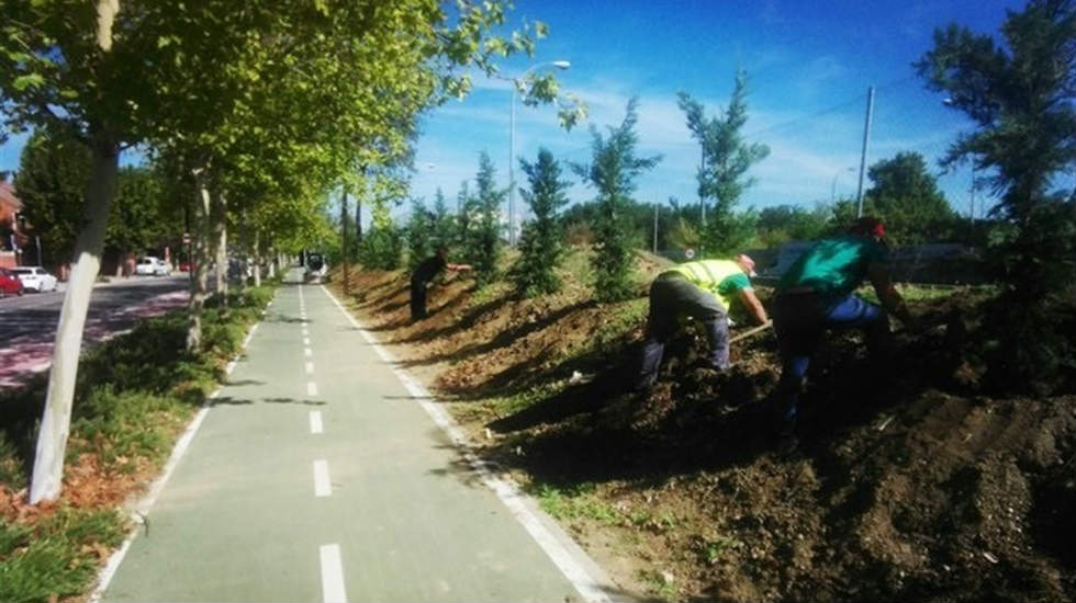 Se reanudan los trabajos para crear una barrera acústica forestal